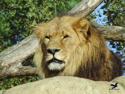 Tiergarten Schönbrunn am 20.10.2025